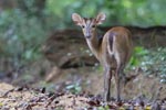 Wilpattu National Park 1st to 2nd October 2022