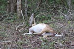 Wilpattu National Park 1st to 2nd October 2022