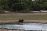 Wilpattu National Park 1st to 2nd October 2022