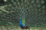 Notes on Field Trips Wilpattu National Park