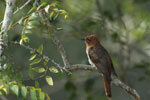 Notes on Field Trips Wilpattu National Park