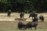 Notes on Field Trips Wilpattu National Park