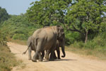 Notes on Field Trips Wilpattu National Park