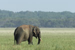 Notes on Field Trips Wilpattu National Park