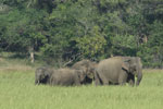 Notes on Field Trips Wilpattu National Park