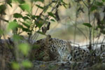 Notes on Field Trips Wilpattu National Park