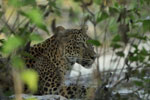 Notes on Field Trips Wilpattu National Park