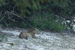 Notes on Field Trips Wilpattu National Park