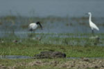 Notes on Field Trips Wilpattu National Park