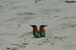 Notes on Field Trips Wilpattu National Park