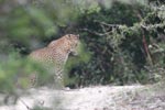 Wilpattu National ParkPark 14th to 17th December 2019