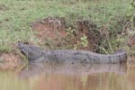 Wilpattu National ParkPark 14th to 17th December 2019