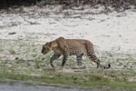 Wilpattu National ParkPark 14th to 17th December 2019