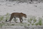 Wilpattu National ParkPark 14th to 17th December 2019