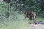 Wilpattu National ParkPark 14th to 17th December 2019