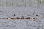 Wilpattu National ParkPark 14th to 17th December 2019