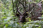 Wilpattu National ParkPark 14th to 17th December 2019