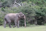 Wilpattu National ParkPark 14th to 17th December 2019