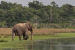 Wilpattu National ParkPark 14th to 17th December 2019