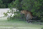 Notes on Field Trips Wilpattu National Park