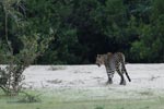 Notes on Field Trips Wilpattu National Park