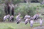 Wilpattu National Park 14th November 2021