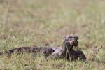 Wilpattu National Park 14th November 2021