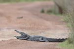 Wilpattu National Park 14th November 2021