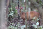 Wilpattu National Park 14th November 2021