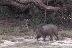 Wilpattu National Park 14th November 2021