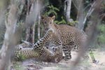 Wilpattu National Park 14th November 2021