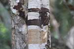 Wilpattu National Park 15th to 16th June 2024