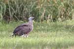 Wilpattu National Park 15th to 16th June 2024