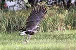 Wilpattu National Park 15th to 16th June