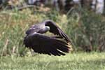 Wilpattu National Park 15th to 16th June 2024