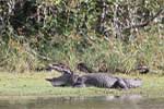 Wilpattu National Park 15th to 16th June 2024