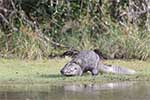 Wilpattu National Park 15th to 16th June 2024