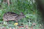 Wilpattu National Park 15th to 16th June 2024
