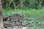 Wilpattu National Park 15th to 16th June 2024