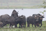 15th to 16th December 2018 Notes on Field Trips Wilpattu National Park