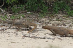 15th to 16th December 2018 Notes on Field Trips Wilpattu National Park