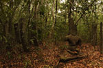 Notes on Field Trips Wilpattu National Park