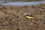 Notes on Field Trips Wilpattu National Park