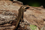 Notes on Field Trips Wilpattu National Park