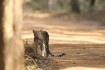 Notes on Field Trips Wilpattu National Park