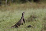 Notes on Field Trips Wilpattu National Park