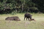 Notes on Field Trips Wilpattu National Park