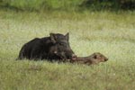 Notes on Field Trips Wilpattu National Park