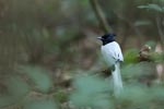 Notes on Field Trips Wilpattu National Park