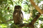 Notes on Field Trips Wilpattu National Park